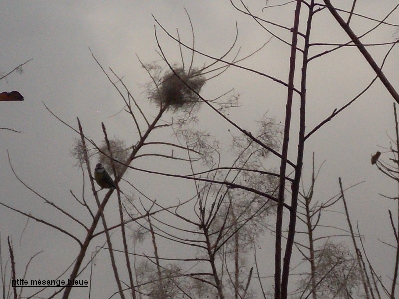 Les oiseaux de ptite mésange bleue automne hiver 2013 Copie_33