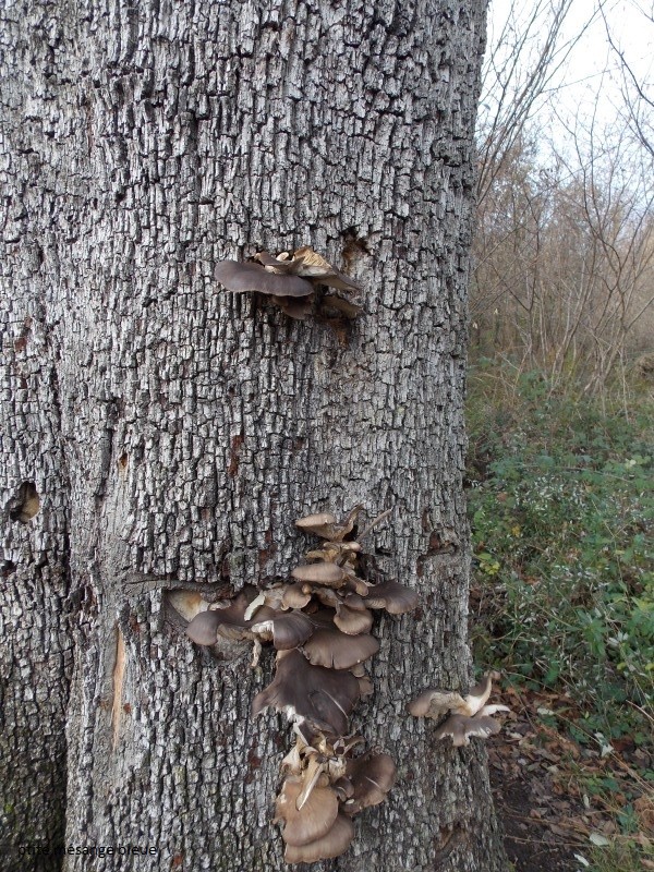 champignons sur un arbre !  Dscn8815