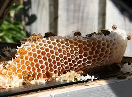 موضوع تعبير عن فوائد العسل و أنواعه و مشتقاته 3sal10