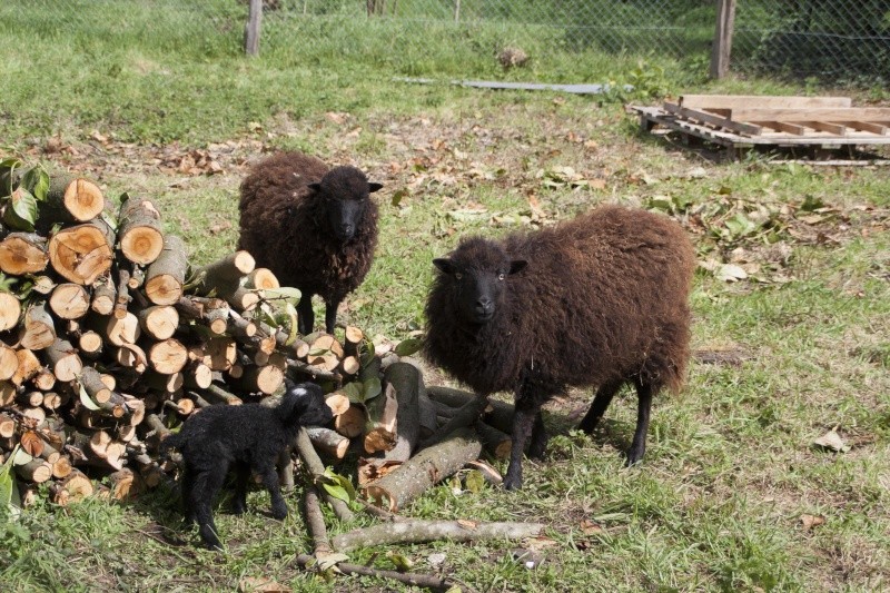 moutons - Des moutons d'Ouessant dans le Poitou Les_310