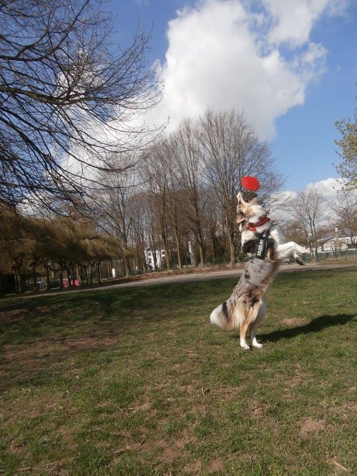 débuts de castiel au frisbee 18057010