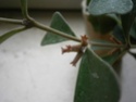 Hoya manipurensis blüht Blaten16