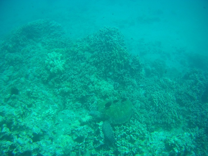Bac à boutures de l'océan pacifique : HAWAII File0112