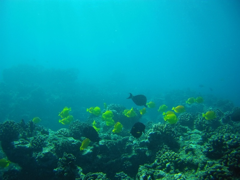 Bac à boutures de l'océan pacifique : HAWAII File0113