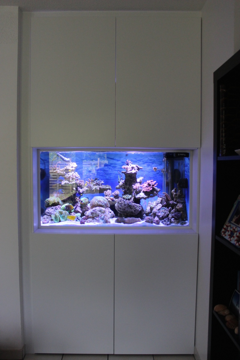 Le nouveau Reef d'Alexpilon, 600l custom Img_6010