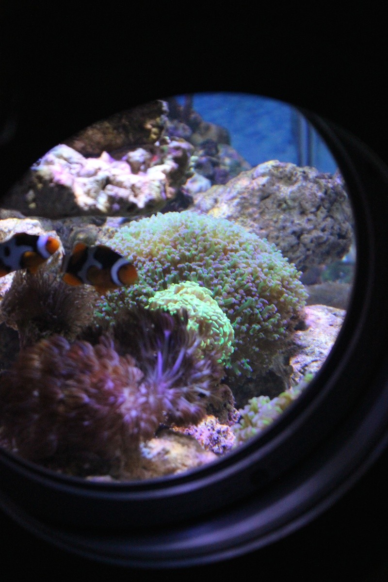 Le nouveau Reef d'Alexpilon, 600l custom Img_6017