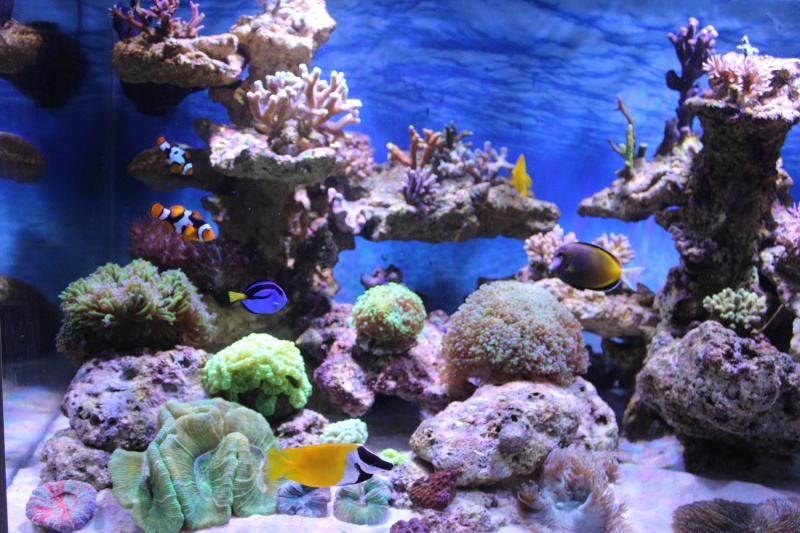 Le nouveau Reef d'Alexpilon, 600l custom Img_6020