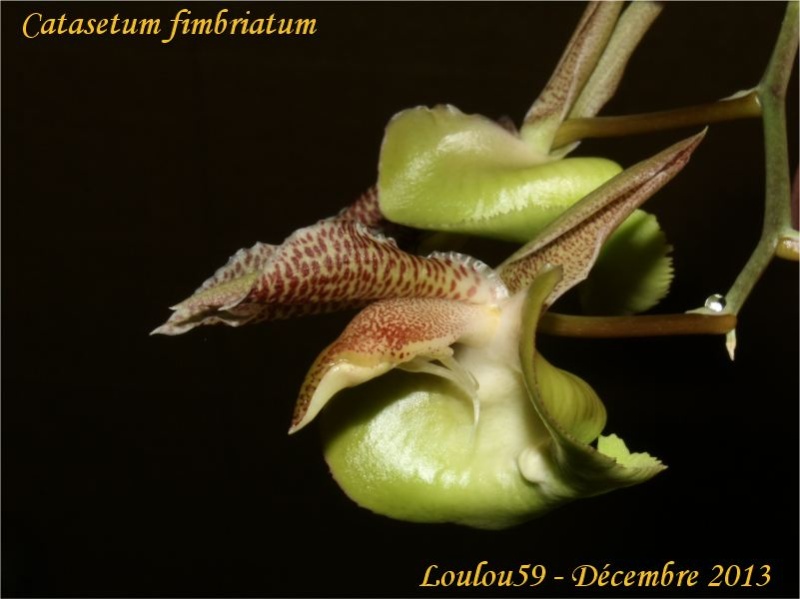 Catasetum fimbriatum  Catase10