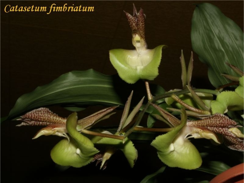 Catasetum fimbriatum  Catase12