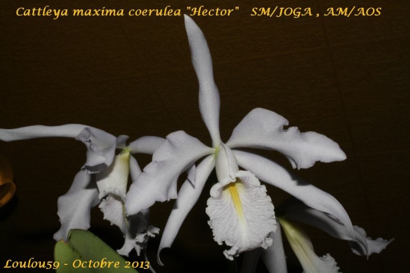 Cattleya maxima f. coerulea 'Hector'   SM/JOGA - AM/AOS Cattle17