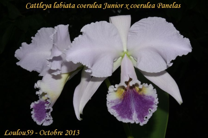 Cattleya labiata f. coerulea 'Junior' x 'Panelas'  Cattle18