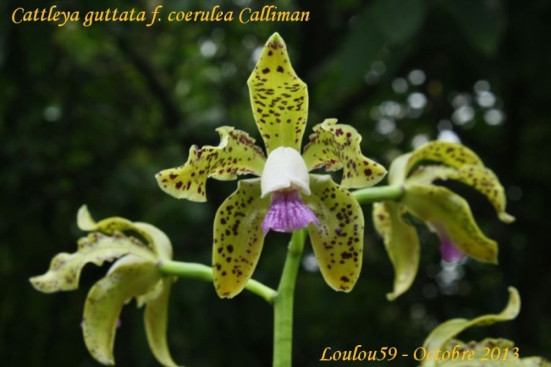 Cattleya guttata f. coerulea Cattle21