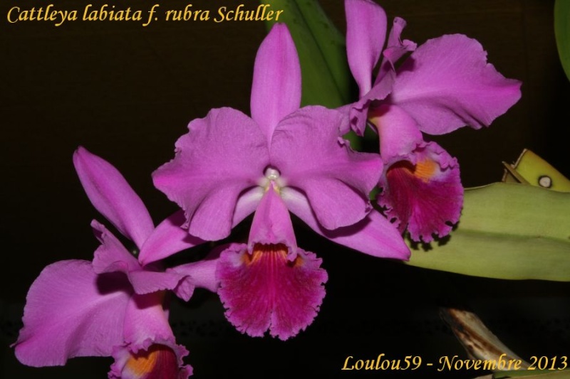 Cattleya (s) labiata Cattle34