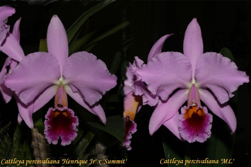 Cattleya percivaliana 'Henrique Jr' x 'Summit' Cattle51