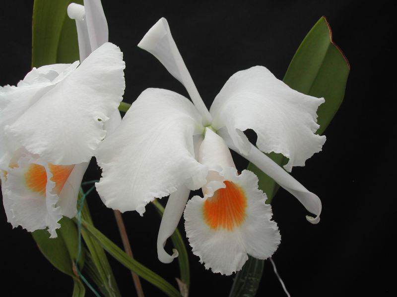 Cattleya schroederae Cattle60