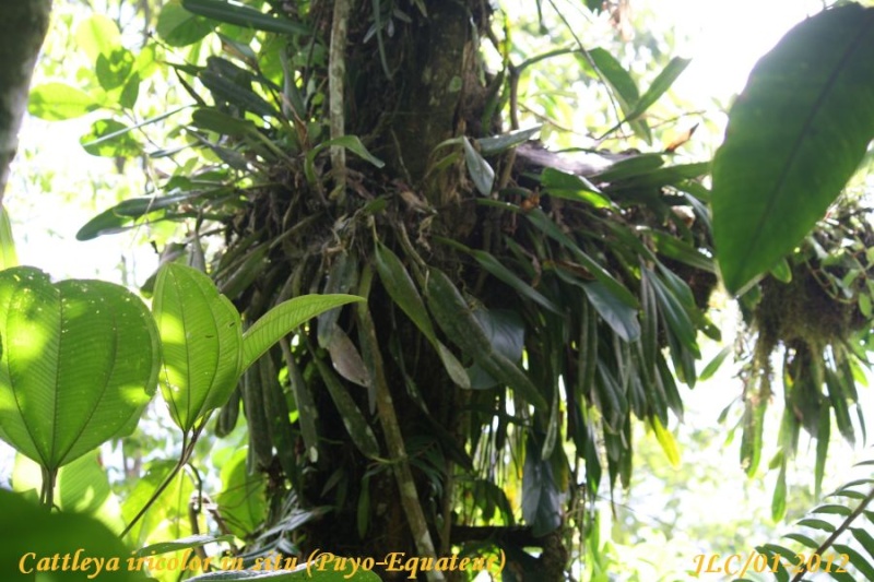 Cattleya iricolor Cattle72