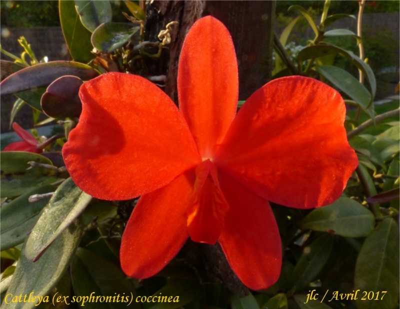 Cattleya (Sophronitis) coccinea Cattle84