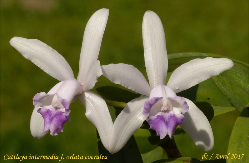 Cattleya intermedia f. orlata coerulea  Cattle85