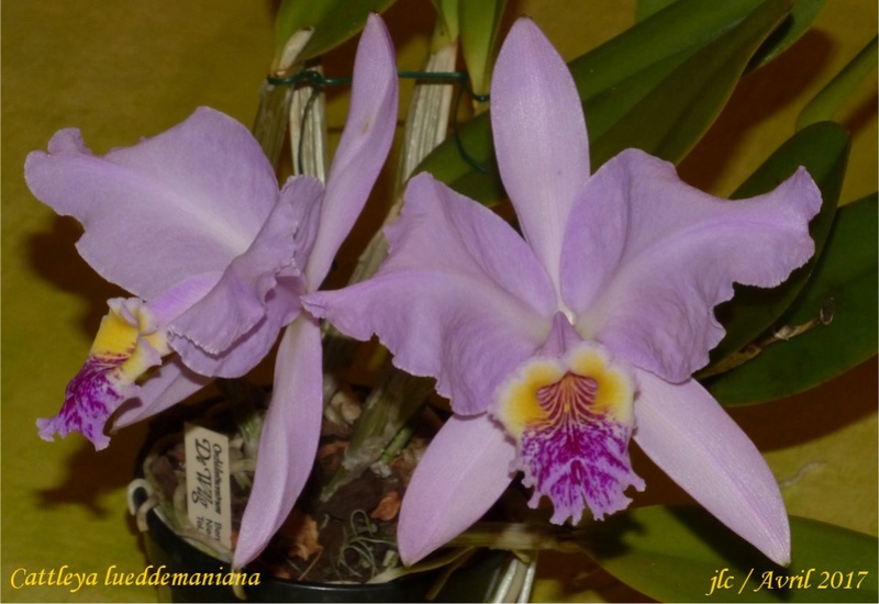 Cattleya lueddemaniana Cattle86