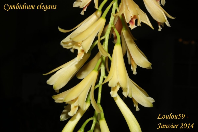 Cymbidium elegans Cymbid12