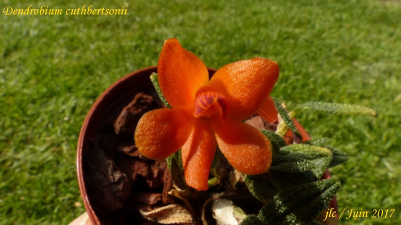 Dendrobium cuthbertsonii Dendro12