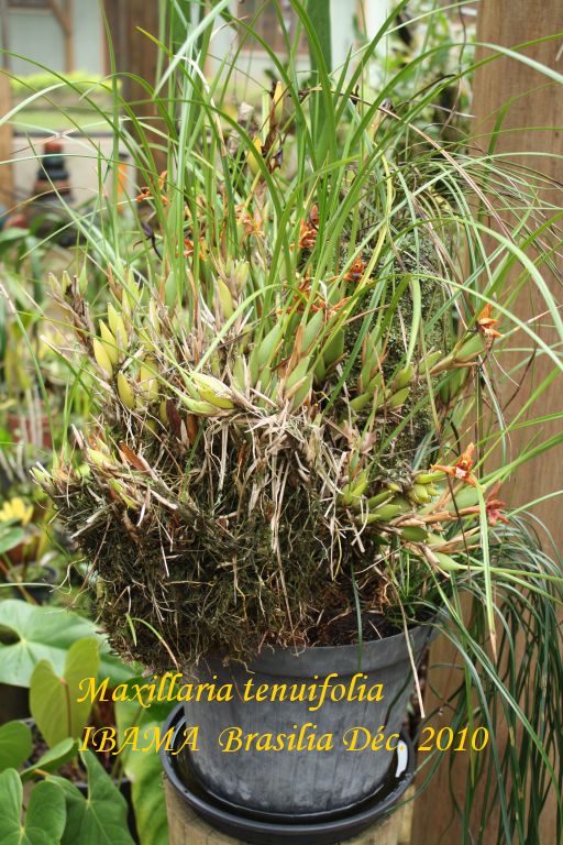 Maxillaria tenuifolia Maxill13
