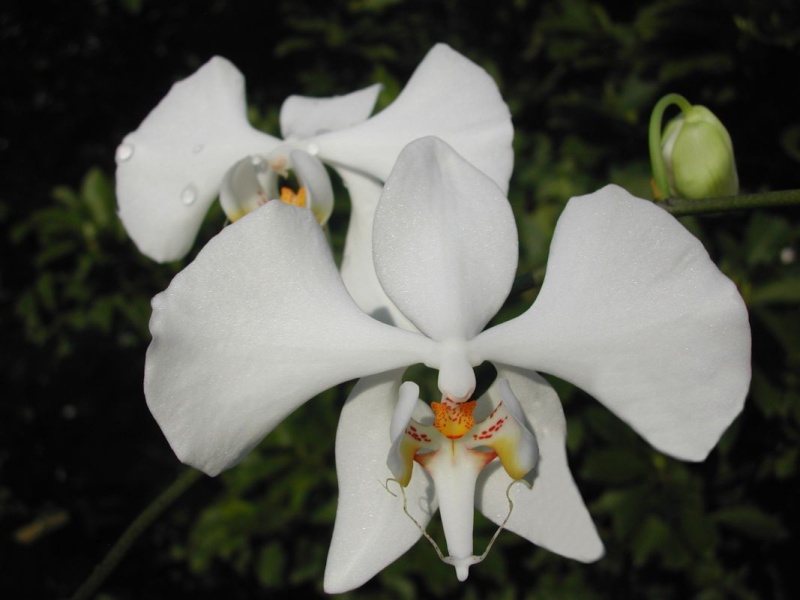 Phalaenopsis blanc hybride d'amabilis Phalae12