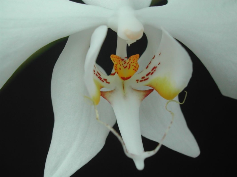 Phalaenopsis blanc hybride d'amabilis Phalae13
