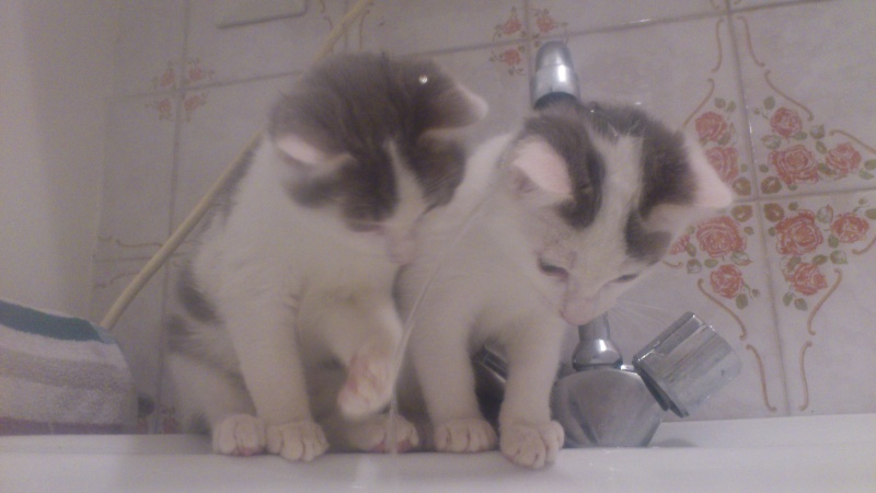 PRINCESSE 5 FIV+ (BLANKETT perdu) NUGGETS et TJILPA Dsc_0317