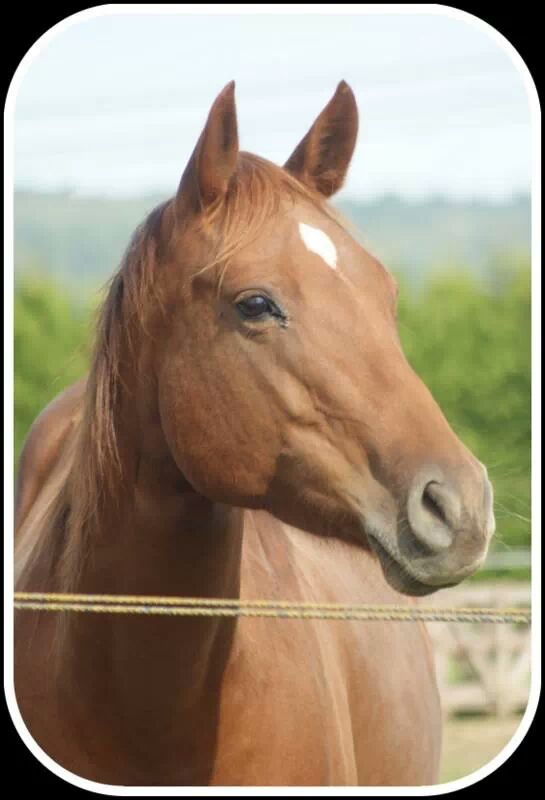 Jument Quarter Horse poulinière + Saillie avec Sail On Top Whizard _faceb11