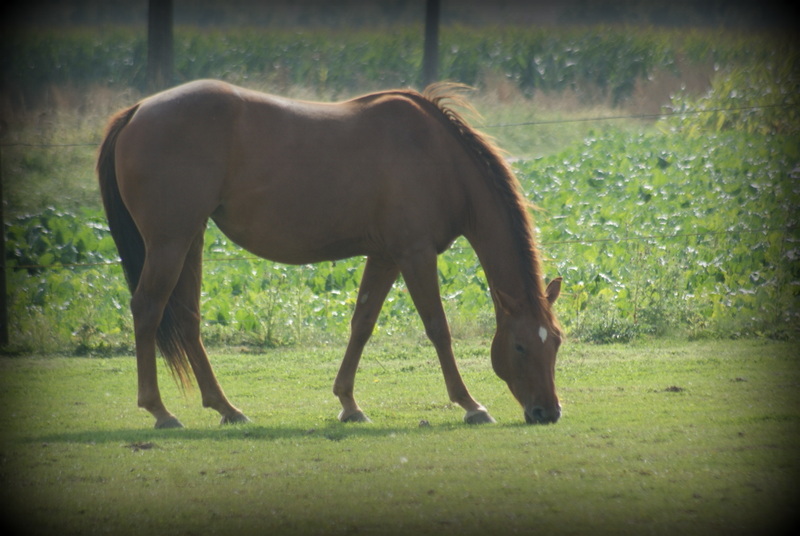 Jument Quarter Horse poulinière + Saillie avec Champion Dsc00216