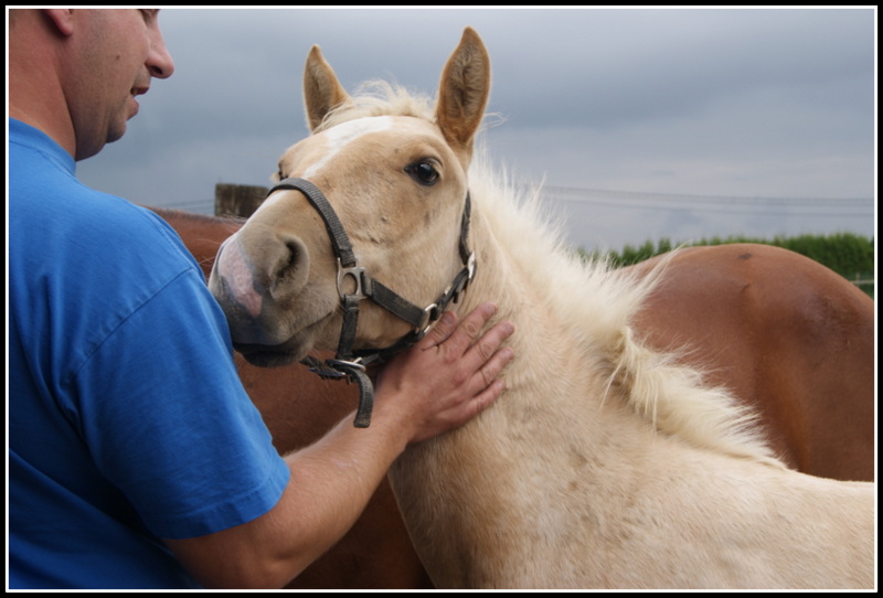 Poulain Quarter Horse Doc Amigo Freckles Dsc00315