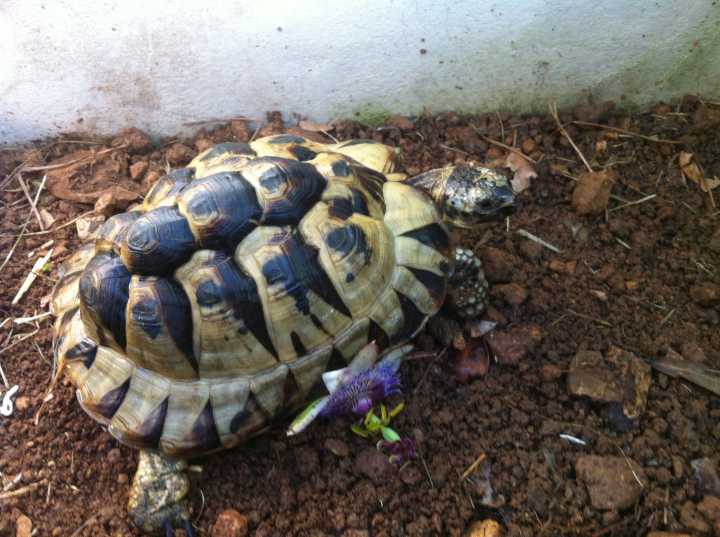 Identification 2 tortues Graeca Img_0814