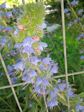 Echium vulgare ou Hyssopus officinalis ? Plante11