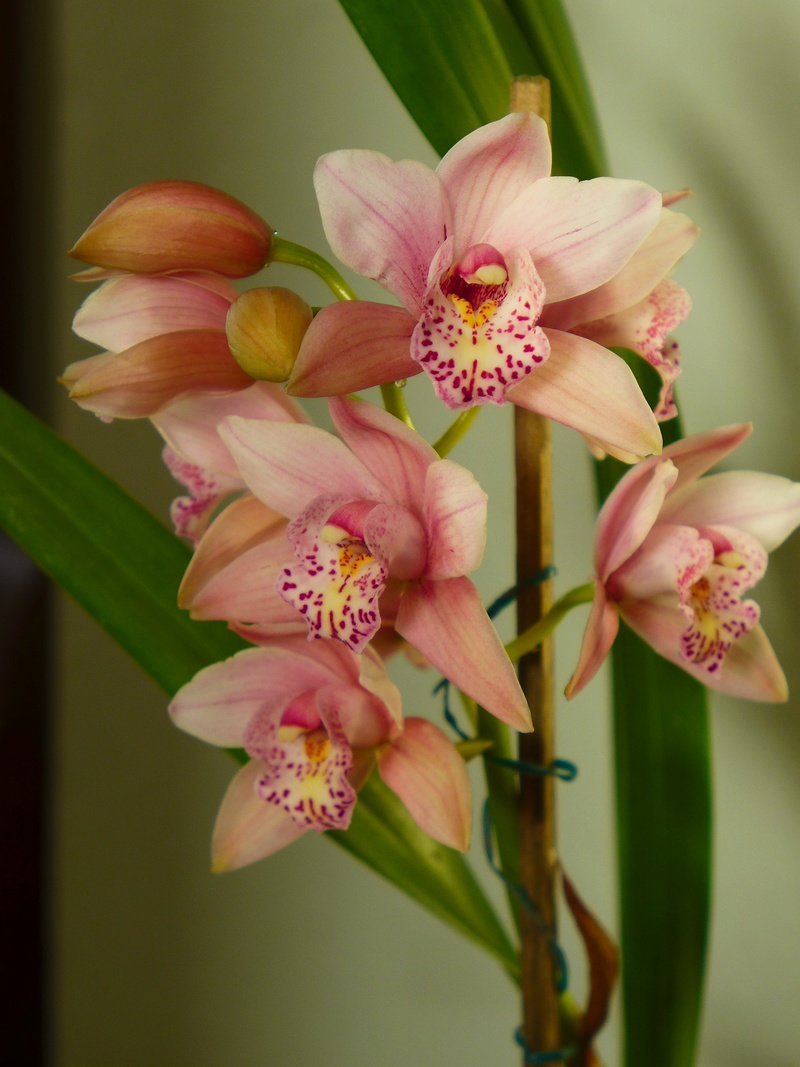 Orchideen 2015 - 2018 Teil 2 - Seite 56 02-cym10