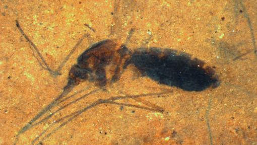 Découverte d'un moustique gorgé de sang datant de 46 millions d'années Media_11