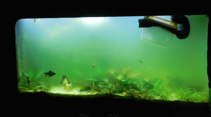 300L poissons japonais télescopes [eau verte inside] 300l-010