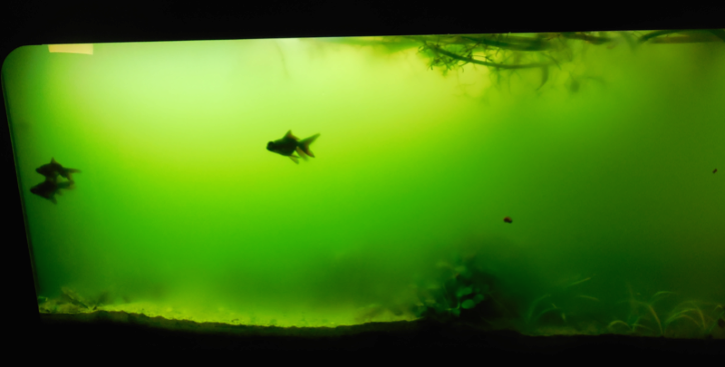 300L poissons japonais télescopes [eau verte inside] 300l-110