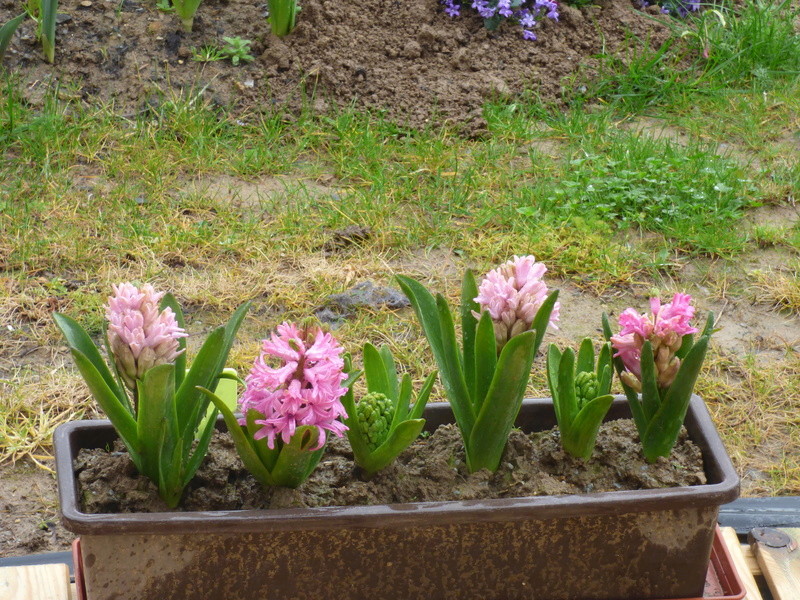 Mes Fleurs de Mon Jardin P1070881
