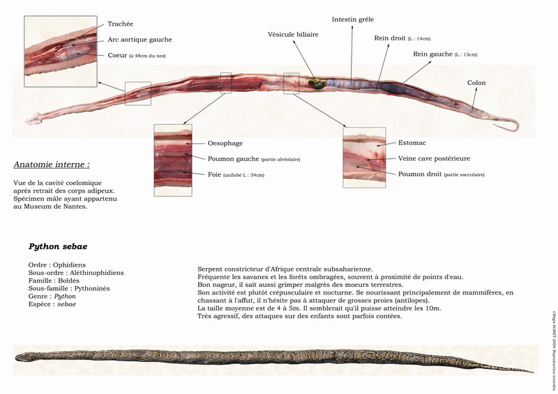 Anatomie des serpents et autres photos pédagogiques Fiches10