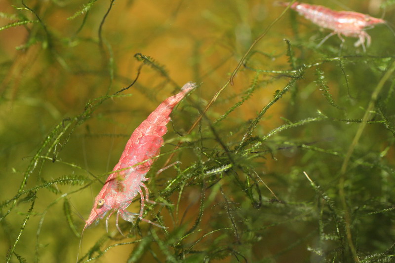 Néocaridina Davidi Img_6112