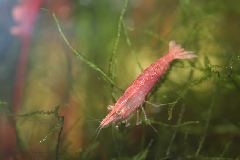 Néocaridina Davidi Img_6113