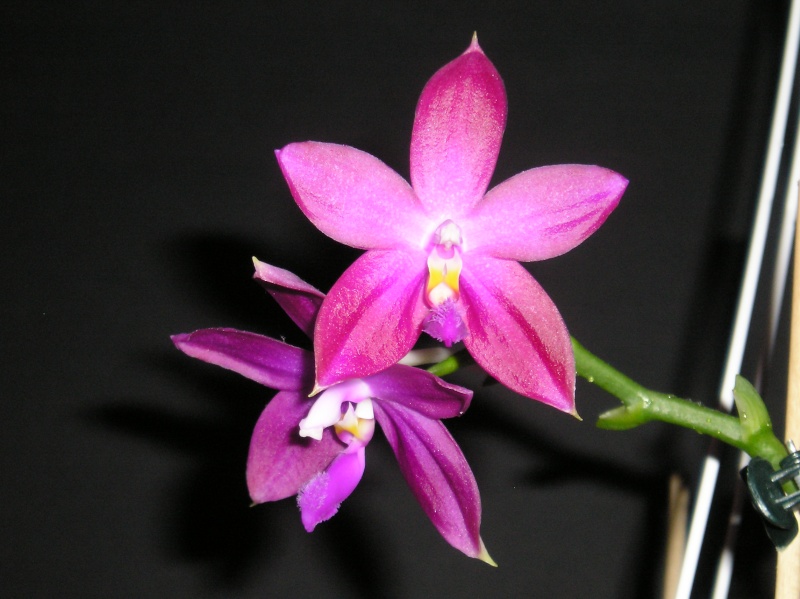 Phalaenopsis tetraspis x violacea (Jennifer Palermo) oder Phal. speciosa x violacea (Germaine Vincent) Blate_30