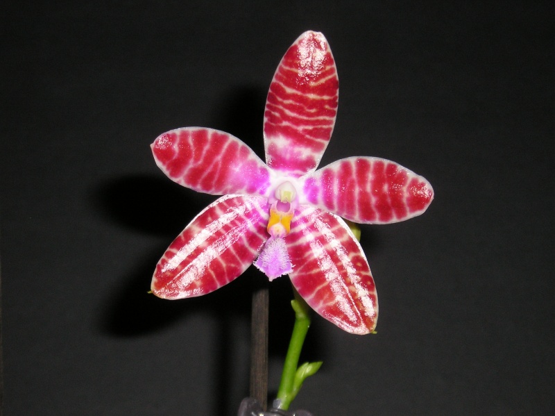 Phalaenopsis tetraspis x lueddemanniana (Telu) Blate_48
