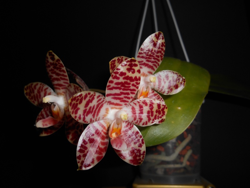Phalaenopsis amboinensis x gigantea (David Lim) Blate_71