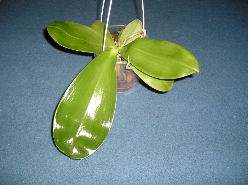 Phalaenopsis violacea x amboinensis (Princess Kaiulani)  Habitu22
