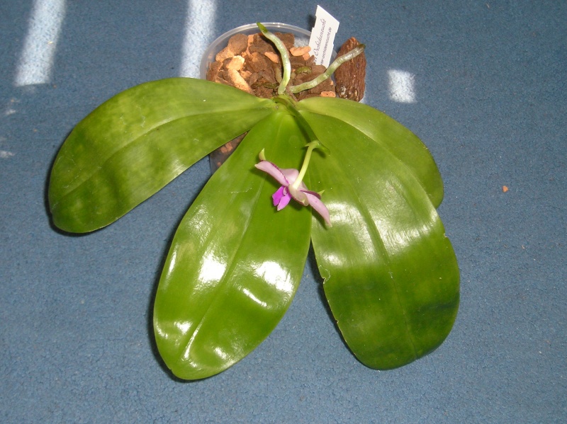 Phalaenopsis violacea x lueddemanniana (Luedde-Violacea) Habitu26