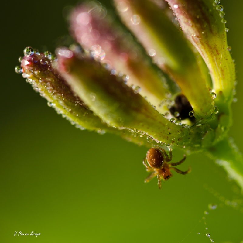 mes débuts en macro... Dsc_4710