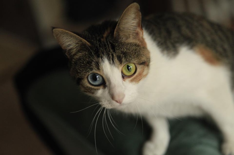 Meet my Lexi! My unique Calico Kitty! 52721610