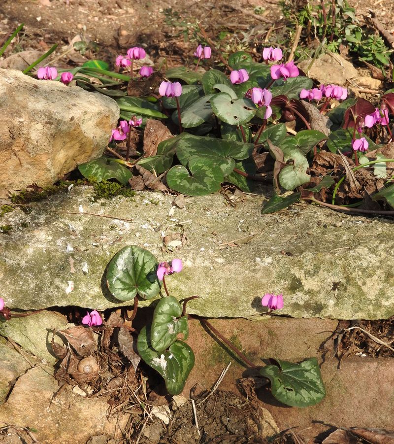 Das Jahr in meinem Garten Alpenv11